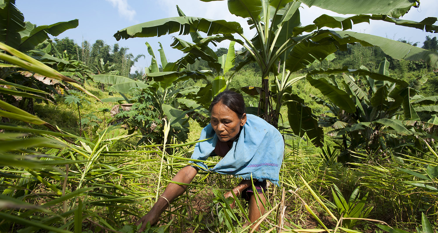 A woman working in a Jhum field(mixed cropping) in Assam