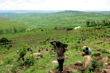 People planting trees across a landscape in Rwanda.
