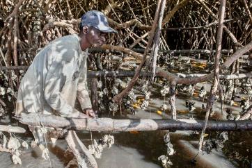 Man in mangrove